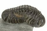 Detailed Morocops Trilobite - Ofaten, Morocco #323593-2